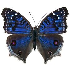 Precis rhadama female ONE REAL BLUE AFRICA UNMOUNTED WINGS CLOSED  picture