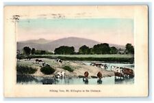 1909 Milking Cows Mt. Killington Newport Vermont VT Measles Syndonville Postcard picture