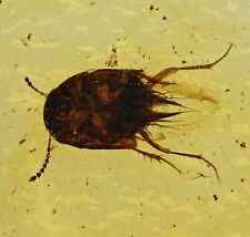 Rare Staphylinidae, Trichophyinae, Fossil inclusion in Burmese Amber picture