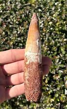 HUGE Spinosaurus Dinosaur Tooth Fossil 5.35” Theropod Cretaceous Morocco Kem Kem picture