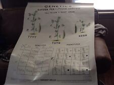 Vtg Sargent-Welch Genetics Garden Pea Chart -3' X 4' Essie J. McCutheon Art Work picture
