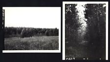 J. K. ADAMS (Red Pine Tree Plantation) - 2 Vintage PHOTOGRAPHS, Dorset VERMONT  picture