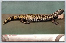 Animals~Gila Monster~Venomous Lizard~Has Painful Bite~Vintage UDB Postcard picture