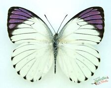 Colotis regina purple tip butterfly SET x1 A- Entomology insect specimen NICE*. picture