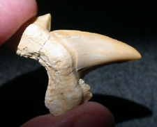 EXTINCT Large Otodus Fossil Shark Tooth Megalodon Ancestor No Restoration picture