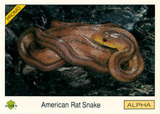 Rare 1991 Acorn Biosphere Promo Card 95 American Rat Snake picture