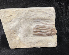 Nice Fossil Crinoid: Dizygocrinus biturbinatus, Adams Co., IL picture