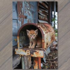 POSTCARD Cat Kitten In Rusted Out Old Mailbox Cute Mail County House Cute Fun picture