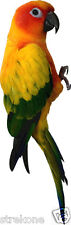 Wild Bird SUN CONURE Parrot Parakeet climbing Pose  - Window Cling Decal Sticker picture