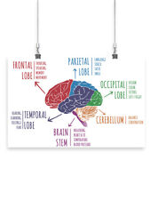 Human's Brain Function Poster -Image by Shutterstock picture