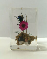 Taxidermy Beetle Science Oddities Curiosities Strange Bug Real Insects in Resin picture