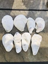 Oyster Shells, Lot Of 8 Naturally Cleaned Approx 4” Long picture