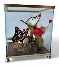Vintage butterfly taxidermy terrarium ALBERT E PRICE 4