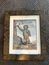 George Buffon Monkey VII Magot Art Copper Plate Engraving Framed Matted picture