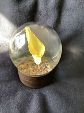 Vintage Nature Gems PEARL IN SHELL Educational Embedments PAPERWEIGHT picture