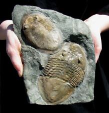 EXTINCTIONS- ULTRA RARE DOUBLE ISOTELUS MAXIMUS TRILOBITE OHIO- THEY'RE TOUCHING picture
