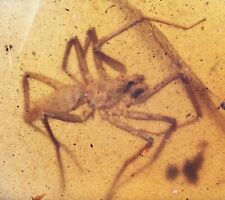 Large Araneae: Araneida (Spider), Fossil Inclusion in Burmese Amber picture