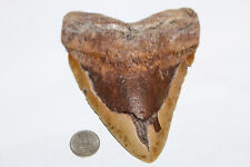 MEGALODON Fossil Giant Shark Tooth Ocean No Repair 5.59