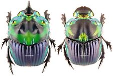 Insect - SCARABAEIDAE Phanaeus imperator - Argentine - Big Pairs .... picture
