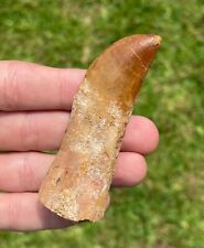 Rooted Carcharodontosaurus Dinosaur Tooth Fossil African T-Rex Tyrannosaur picture
