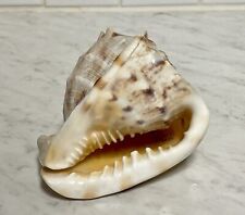 Large Conch Shell Seashell Striped Horned Helmet 6 x 4
