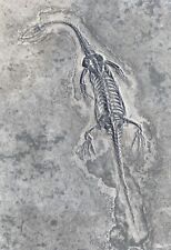 Authentic Keichosaurus skeleton not Dinosaur fossil Triassic Jurassic reptile picture
