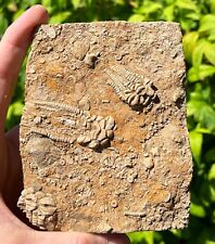 TRIPLE Fossil Crinoids in Matrix Oklahomacrinus Alabama Bangor Limestone Fm picture