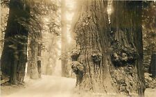 Postcard RPPC California Redwood Hwy Humboldt Patterson 23-2008 picture