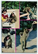 c1950's National Park Mt. Takasaki Little Girl Baboon Animal Oita Japan Postcard picture