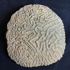 CORAL - SUPER SIZED BRAIN CORAL FOSSILIZED   7 Pounds   Natural   Gorgeous picture