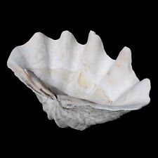 GIANT NATURAL CLAM SEA SHELL 14 3/8 INCHES LONG 9 LBS. BIVALVE MOLLUSK SEASHELL picture