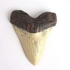 5.5 Inch Megalodon (Carcharodon megalodon) tooth, Ivory Color with Serrations US picture