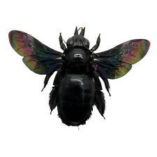 Giant Black Tropical Carpenter Bee Xylocopa Latipes Insect Specimen (F) picture
