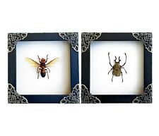 2 Real Framed Wasp Beetle Wooden Shadow Box Dead Insect Dried Bug Taxidermy picture