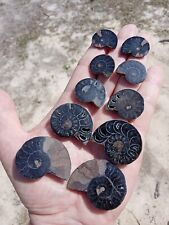 Lot of 5 Nice Rare Black Split Fossil Ammonite Pairs Pretty Crystals Inside C3 picture