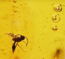 Detailed Hymenoptera (Wasp) with enhydros, Fossil Inclusion in Dominican Amber picture