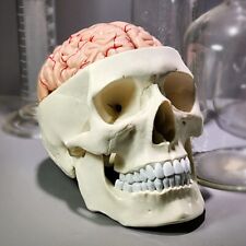 Human Skull with Brain, 11 Piece Life-Size Anatomical Model, Medical Curiosities picture