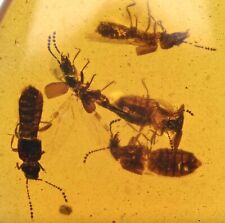 Swarm of 5 Staphylinidae (Rove Beetle), Fossil Inclusion in Burmese Amber picture