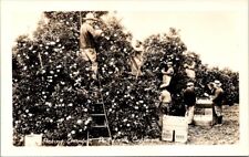 RPPC Porterville CA Picking Oranges GVHC c1930-1940s Hammond photo postcard IQ12 picture