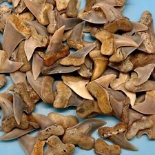 Mako Shark Tooth Package - 10 Bakersfield Makos - Isurus Planus - Hooked Makos picture
