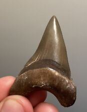 RARE 2.1” Pathological Angustidens SHARK TOOTH Fossil picture