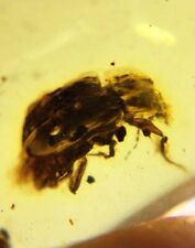 Fossil Burmese burmite amber Cretaceous beetle insect fossil amber Myanmar picture