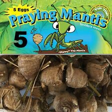 100%, NATURAL PESTICIDE FOR ORGANIC GARDE A 5 Fresh Praying Mantis Egg Cases picture
