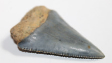 GREAT WHITE Shark Tooth Fossil No Repair Natural 2.34