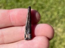 Alabama Fossil Fish Tooth Enchodus sp. Cretaceous Dinosaur Age Not Shark picture