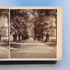 Windsor Stereoview 3D C1925 Real Photo Long Walk Tree Lined Avenue Berkshire picture