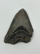 Megalodon Shark Tooth Fossil No Repair - 3.75 in. picture