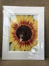 Sunflower with Bees Original Matted Photograph Signed R Doss picture