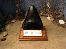 MEGALODON SHARK TOOTH 5
