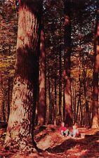 Benton Ricketts Glen State Park Pennsylvania Hemlock Tree Forest Vtg Postcard T4 picture
